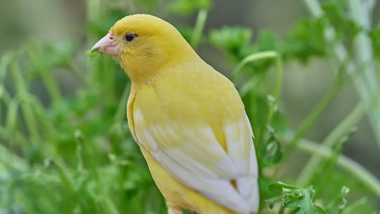 8 Jenis jenis burung kenari Paling Populer, Kenali Ciri Fisiknya
