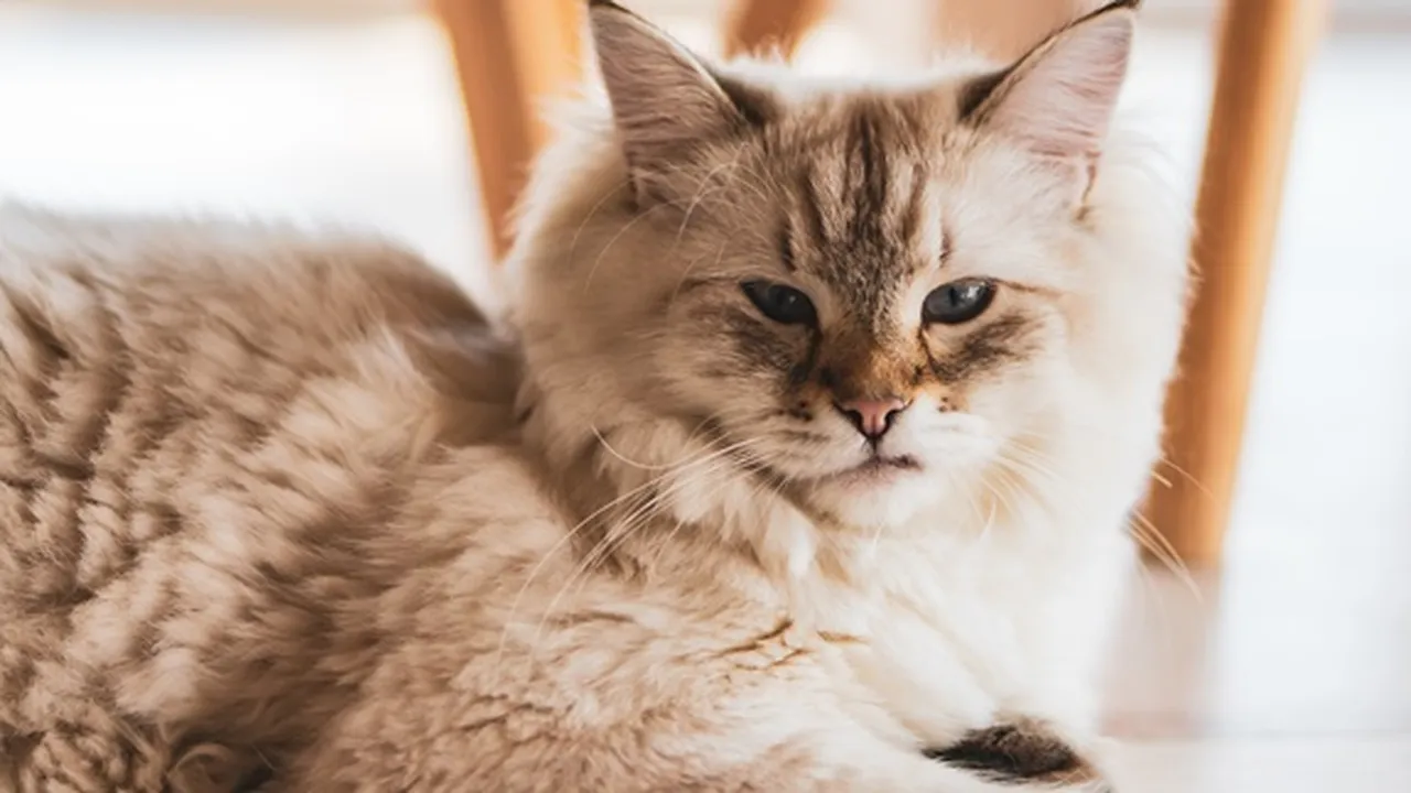 8 Jenis Kucing Terunik di Dunia, Bikin Gemas Maksimal