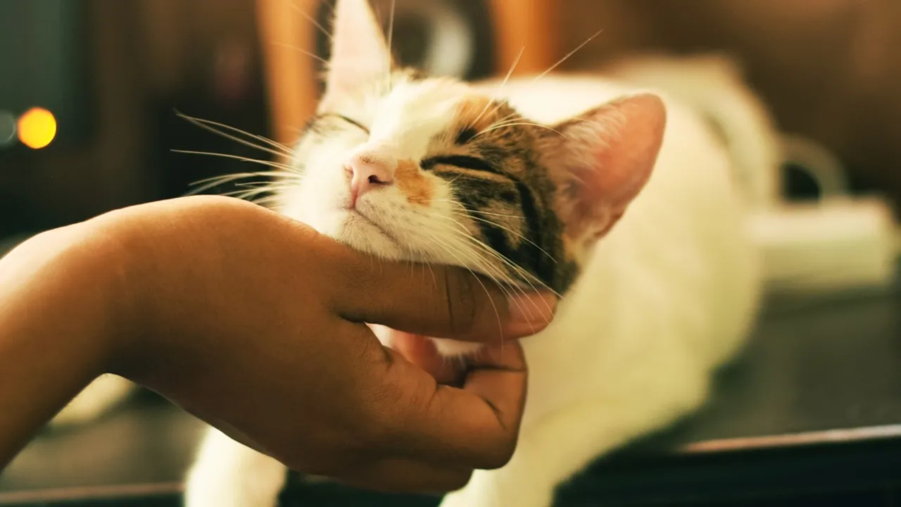8 Jenis Kucing Pembawa Rezeki Menurut Primbon Jawa, Dipercaya Bawa Hoki - Simak Ciri-cirinya