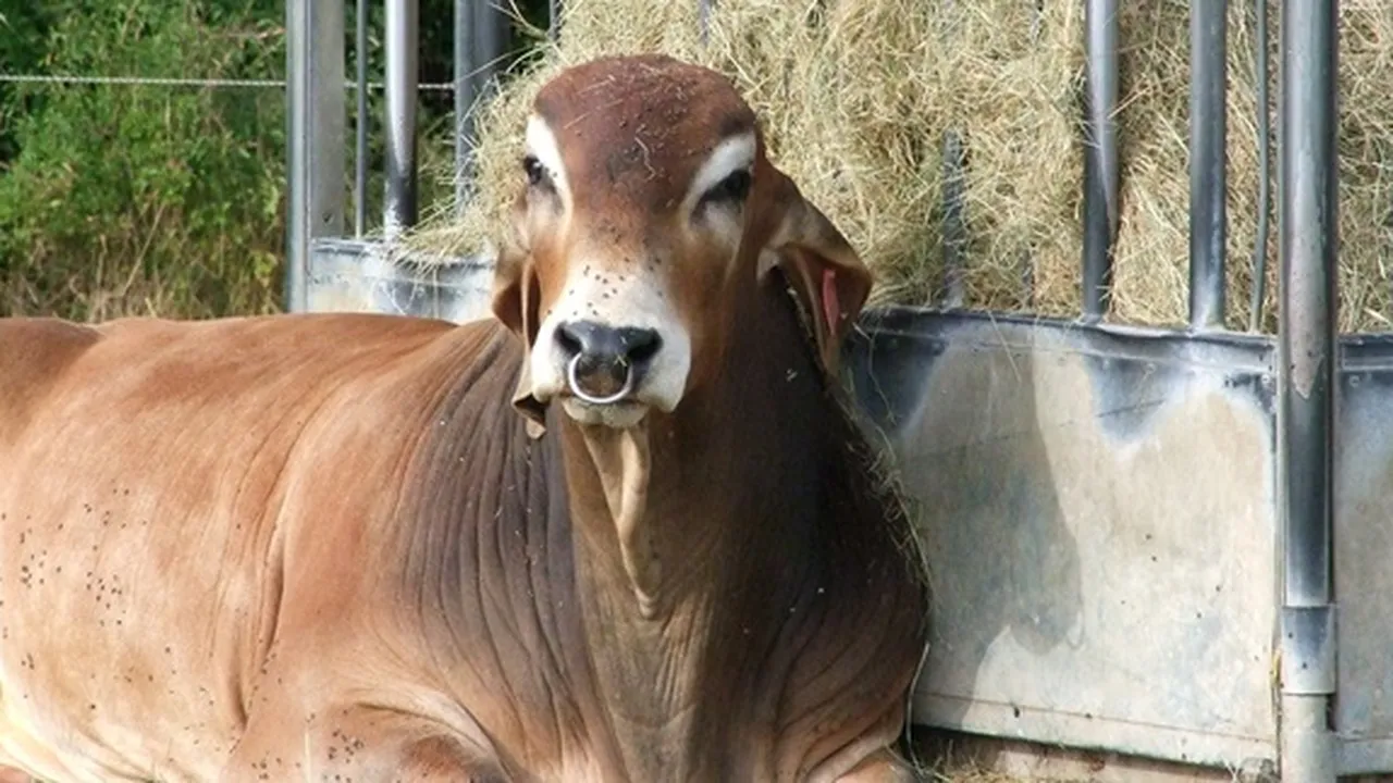 8 Jenis Sapi Potong dengan Kualitas Daging Terbaik
