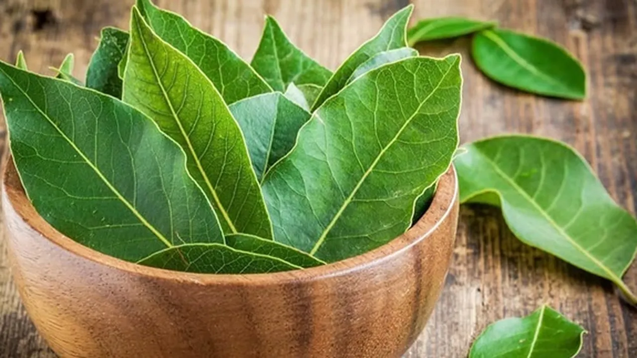 8 Khasiat Rebusan Air Daun Salam Bagi Kesehatan, Atasi Batu Ginjal - Melancarkan Siklus Menstruasi