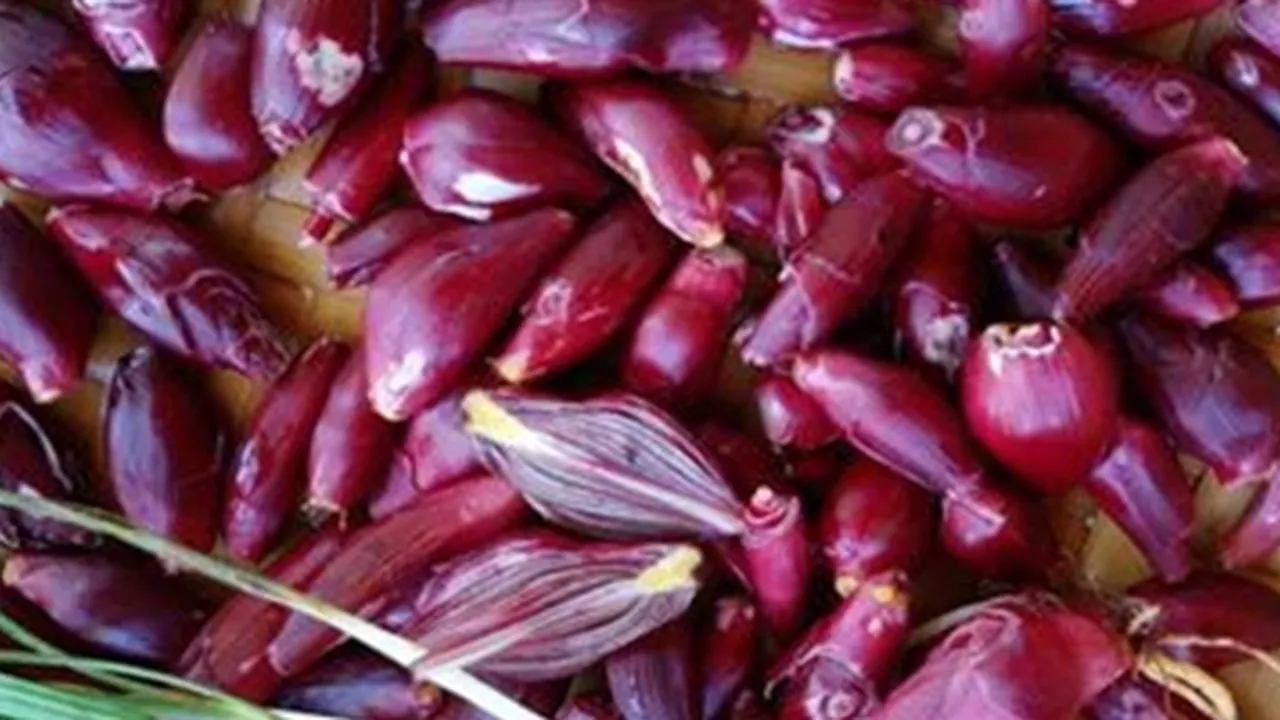 8 Manfaat Bawang Dayak Bagi Kesehatan, Berkhasiat Atasi Penyakit Berat