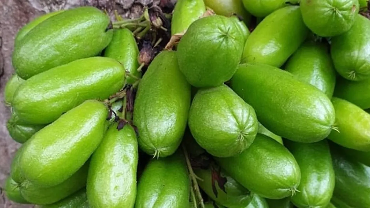 8 Manfaat Belimbing Wuluh Bagi Kesehatan, Mengobati Alergi - Mengatasi Wasir