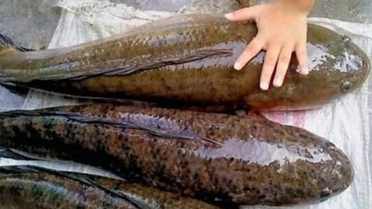 8 Manfaat Ikan Gabus, Dapat Menyembuhkan Luka Pasca Operasi - Baik Bagi Wanita Hamil