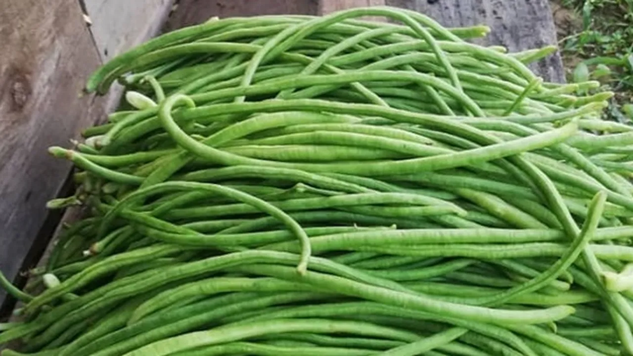 8 Manfaat Kacang Panjang Bagi Kesehatan, Mengurangi Nyeri Haid - Baik Untuk Ibu Hamil