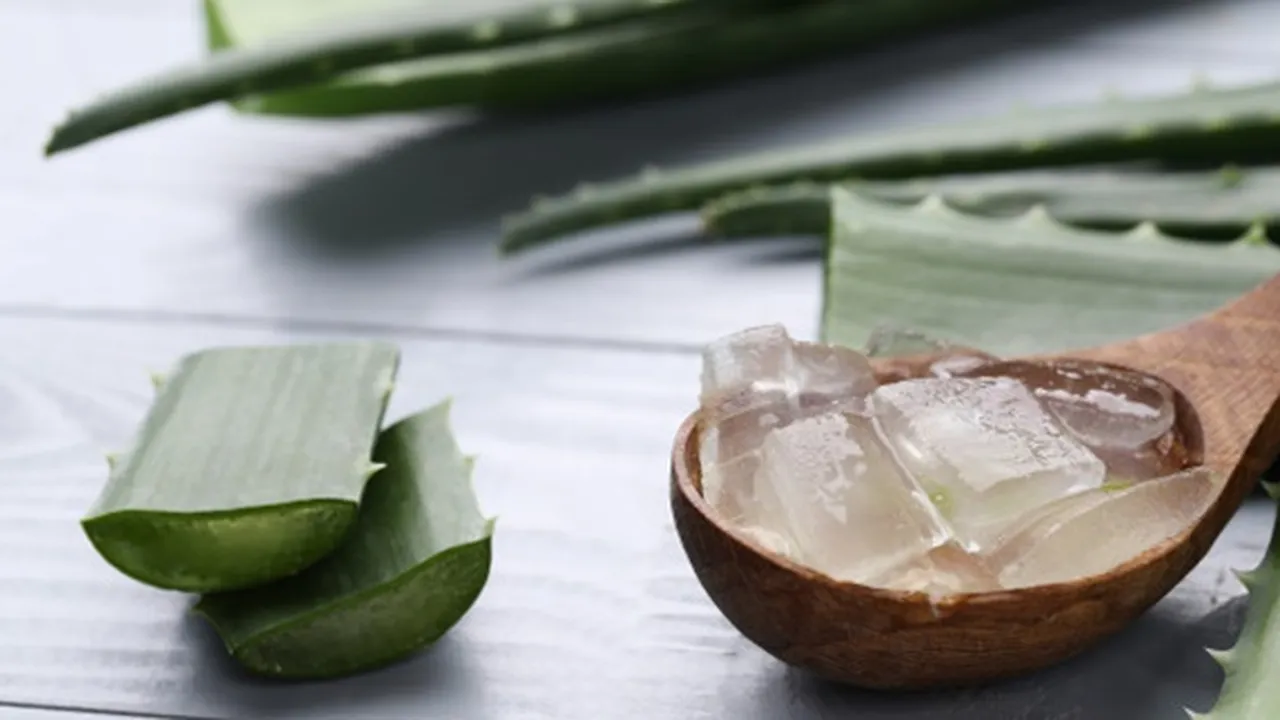 8 Manfaat Lidah Buaya untuk Rambut, Ampuh Mengatasi Ketombe - Hilangkan Gatal