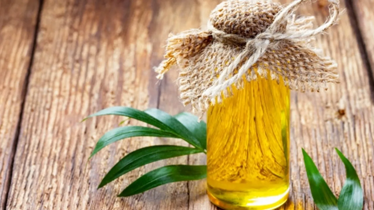 8 Manfaat Minyak Bulus Bagi Kesehatan - Kecantikan, Teruji Ampuh Kencangkan Payudara?