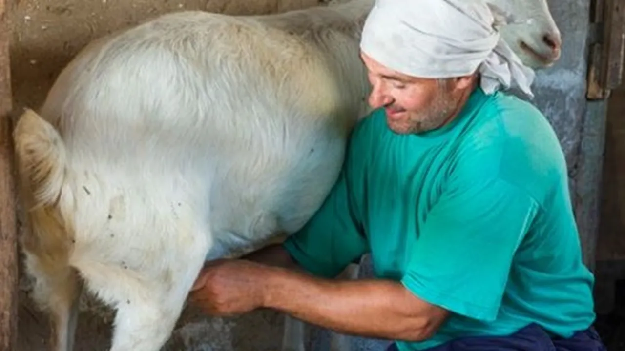 8 Manfaat Susu Kambing Bagi Kesehatan, Khasiatnya Tak Kalah dengan Susu Sapi