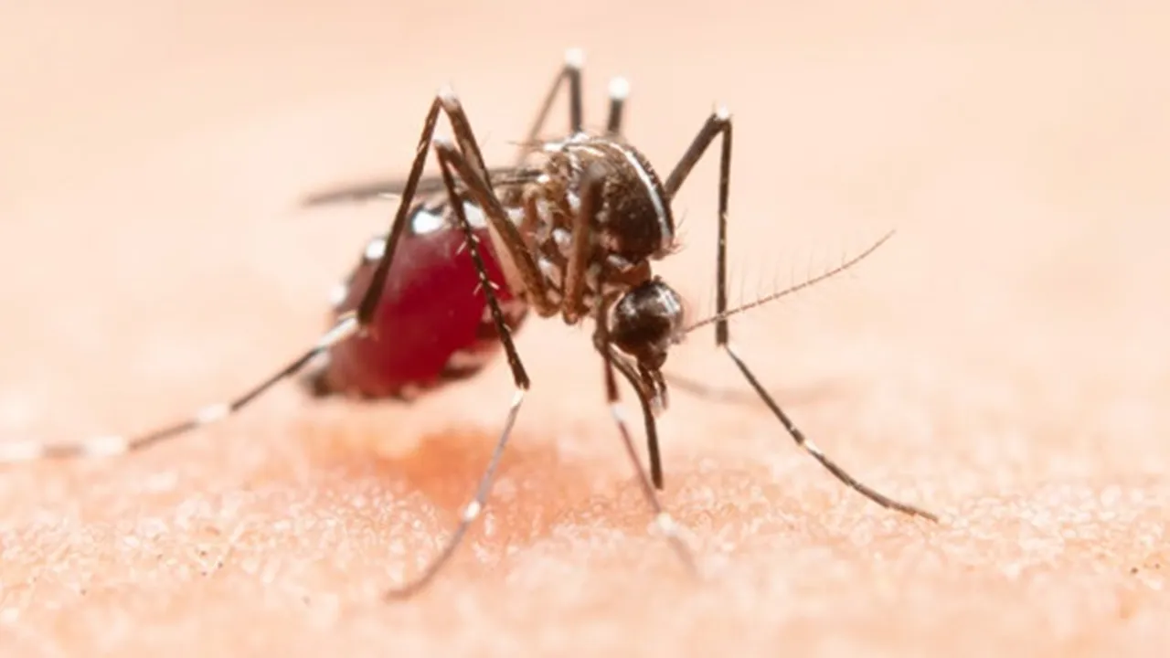 8 Penyebab Malaria dan Faktor Risiko, Ketahui Tips Pencegahannya