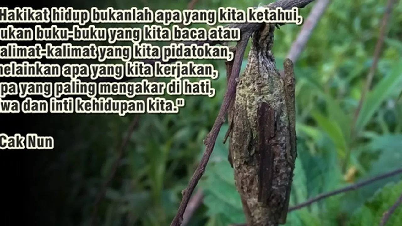 79 Kata-Kata Mutiara Cak Nun Penuh Makna Kehidupan, Berisi Motivasi dan Inspirasi