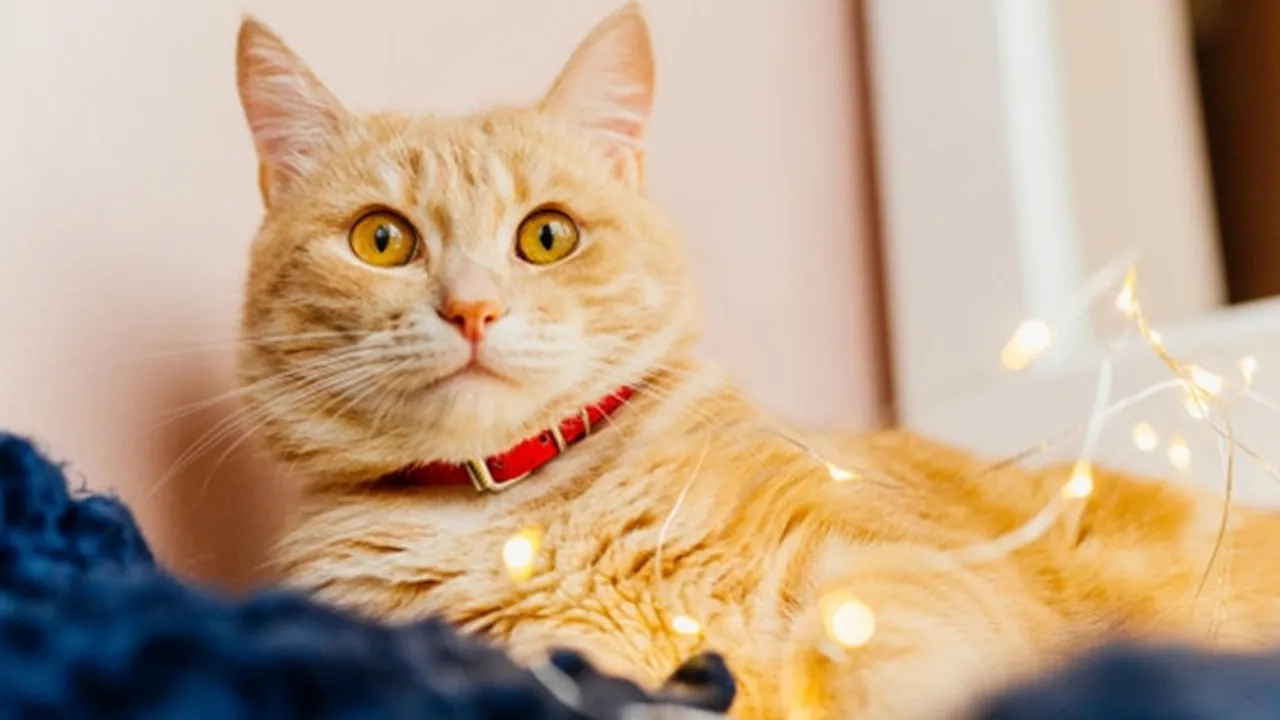200 Rekomendasi Nama Kucing Lucu, Bagus dan Unik Beserta dengan Artinya