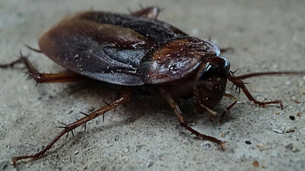 9 Cara Mengusir Kecoa di Rumah dengan Mudah dan Ampuh, Agar Hidup Lebih Sehat