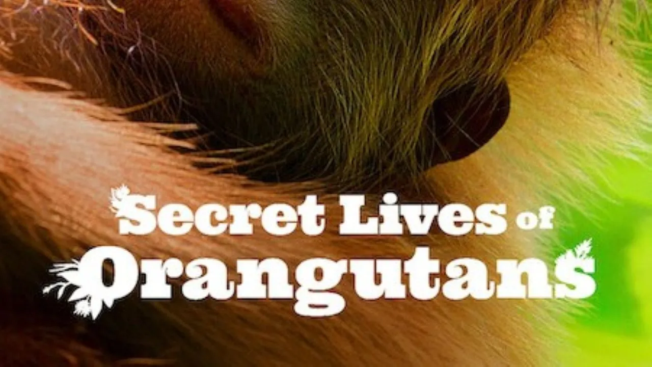 Mengenal Kehidupan Orangutan Lewat Film yang Menyentuh Hati
