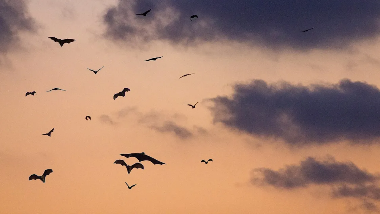 9 Hewan Menakjubkan Selain Burung yang Dipercaya Bisa Terbang di Langit!