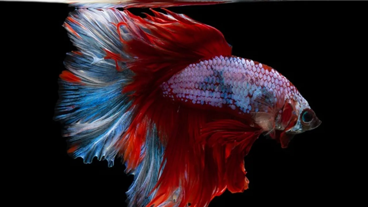 9 Jenis Ikan Cupang Hias, Jadi Aduan yang Paling Banyak Dicari