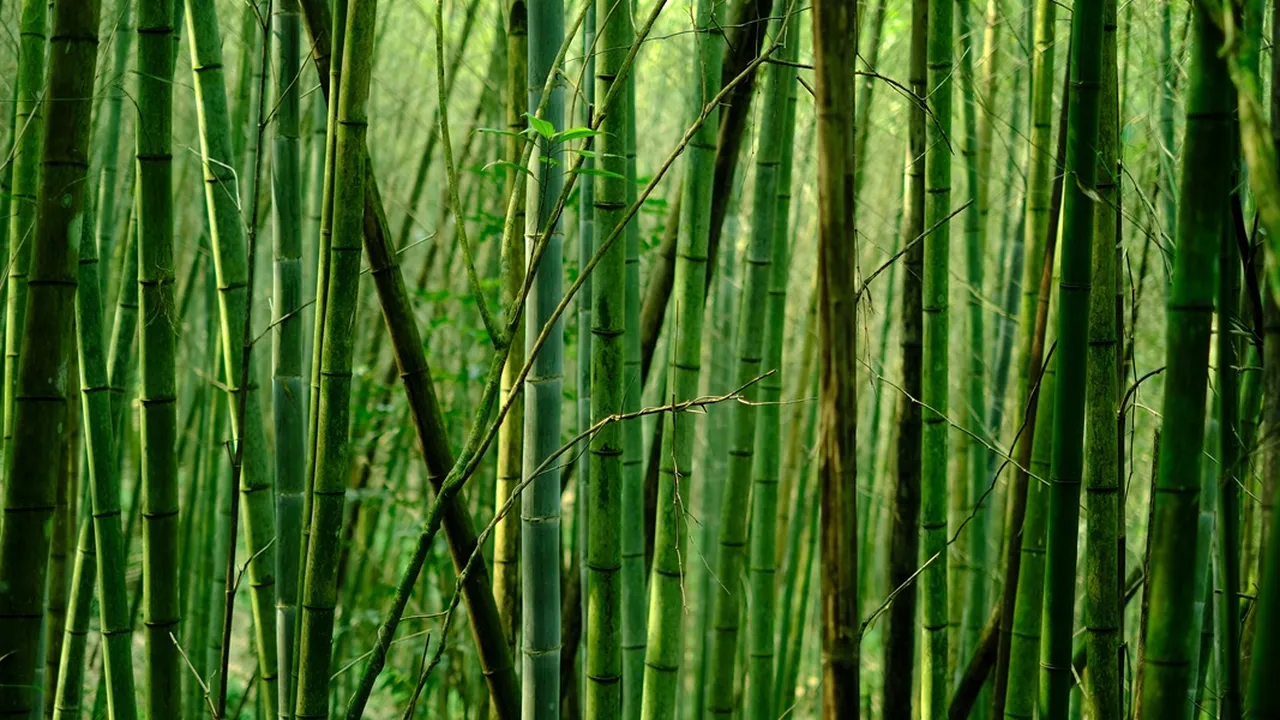 9 Mitos Pohon Bambu Menurut Primbon Jawa, Diyakini Tanaman Pembawa Keberuntungan