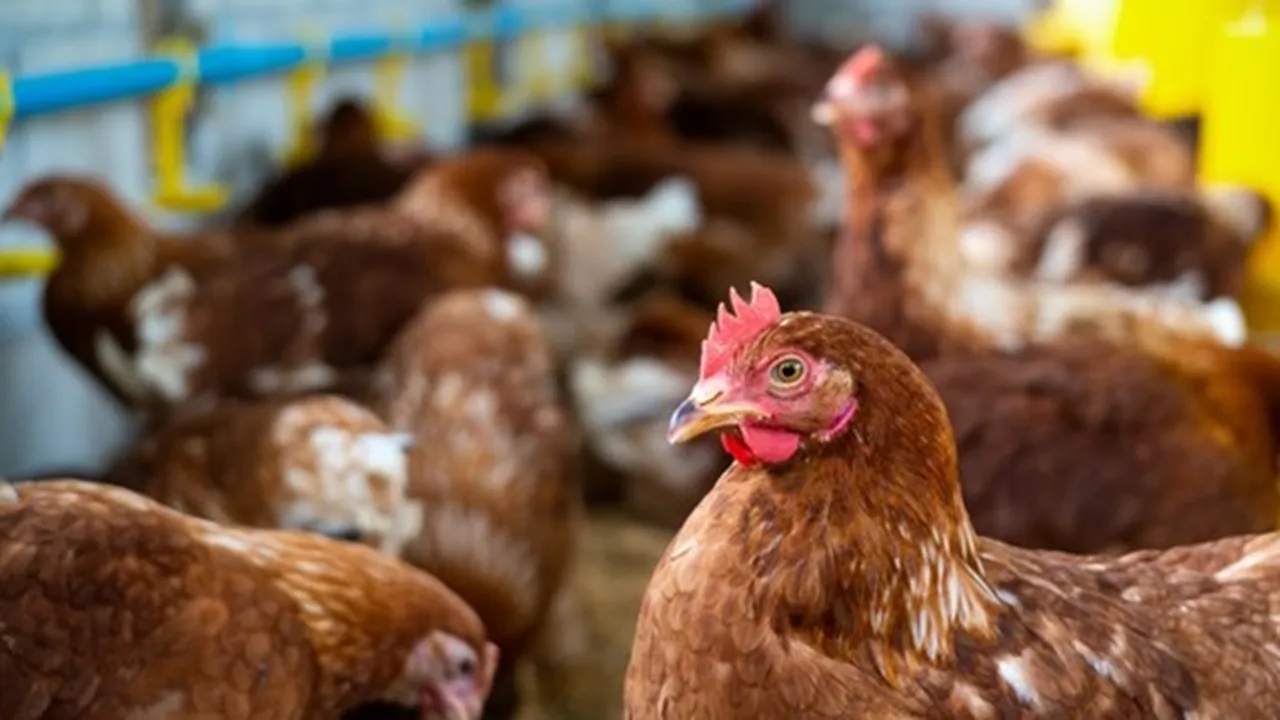 Adab dan Niat Menyembelih Ayam Beserta Penjelasannya dalam Islam