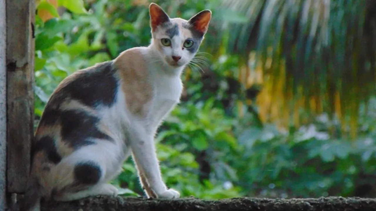 Ampuh! Begini 7 Cara Mengusir Kucing Liar Tanpa Melukai, Bisa Pakai Kulit Jeruk