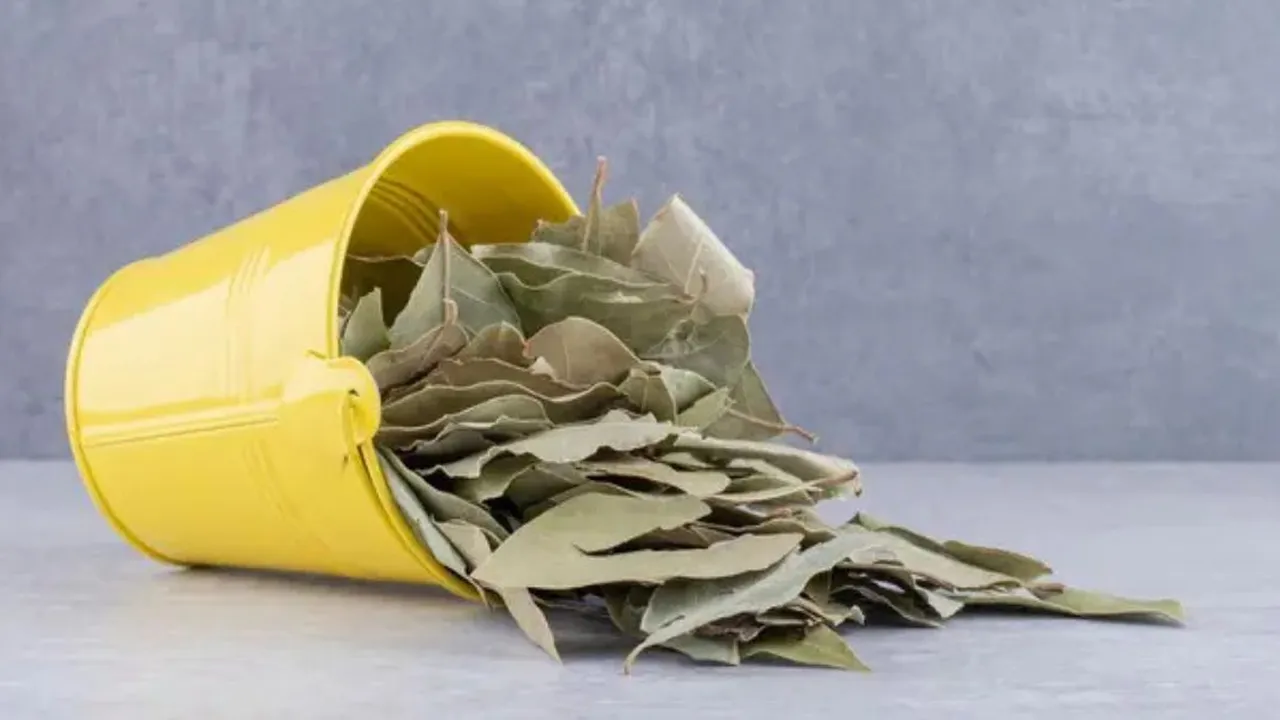 Ampuh! Ini Daun Herbal yang Mampu Kendalikan Gula Darah