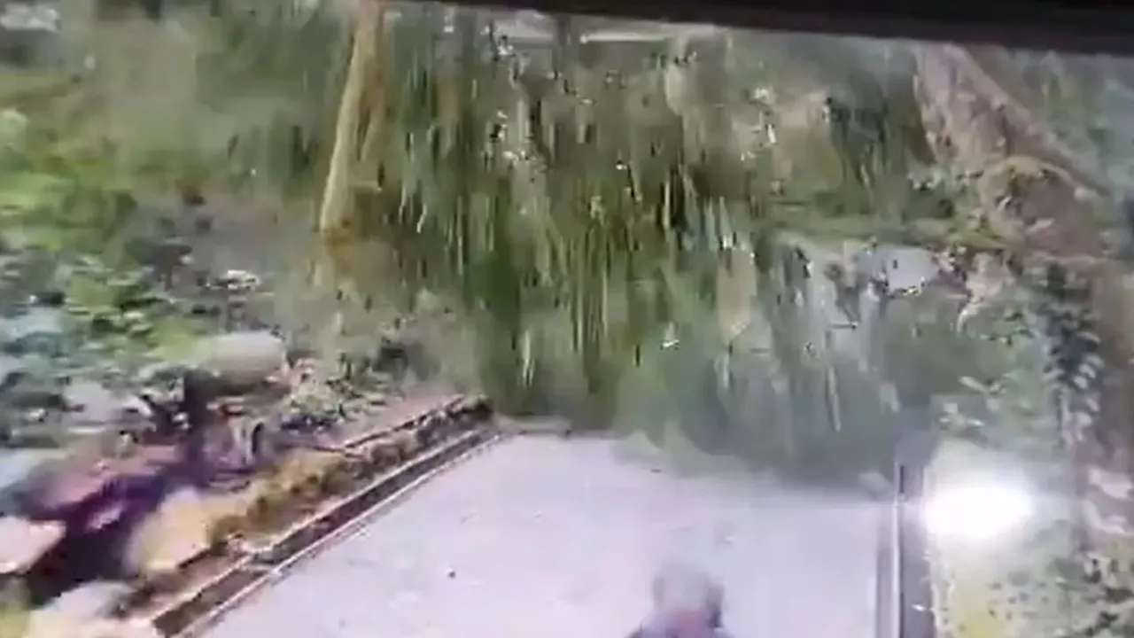 Angin Kencang dan Hujan Jadi Penyebab Pohon Tumbang di Monkey Forest Bali, Korban Ada 3 WNA