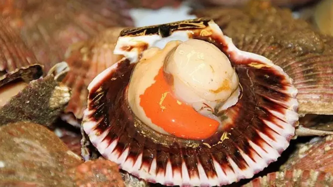 Apakah Kerang Dara Berbahaya Dikonsumsi? Berikut Fakta dan Penjelasannya