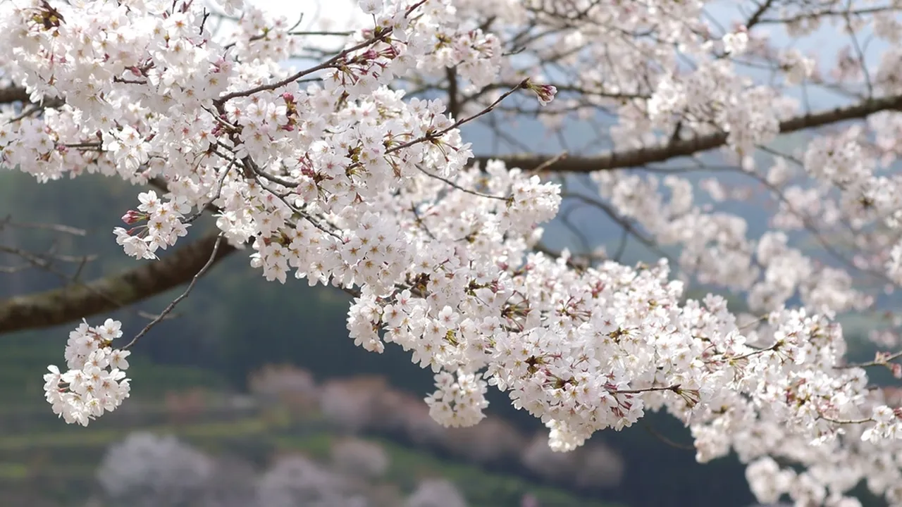 Arti Ai dalam Bahasa Jepang Adalah Ungkapan Cinta, Ketahui Pula Ungkapan Lainnya Arti Ai dalam Bahasa Jepang Adalah Ungkapan Cinta, Ketahui Pula Ungkapan Lainnya