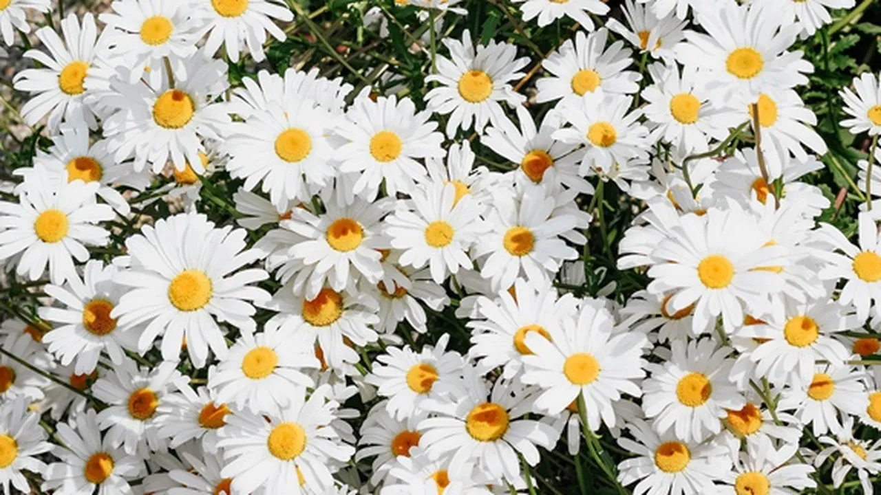 Arti Bunga Daisy Berdasarkan Warna dan Menurut Kepercayaan, Ketahui Juga Asal Mula Penamaannya
