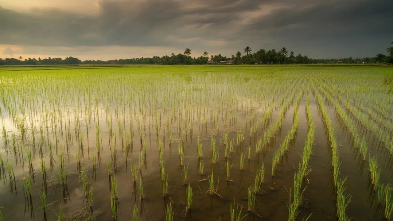 Arti Mimpi Banjir di Sawah: Pertanda Baik atau Buruk?