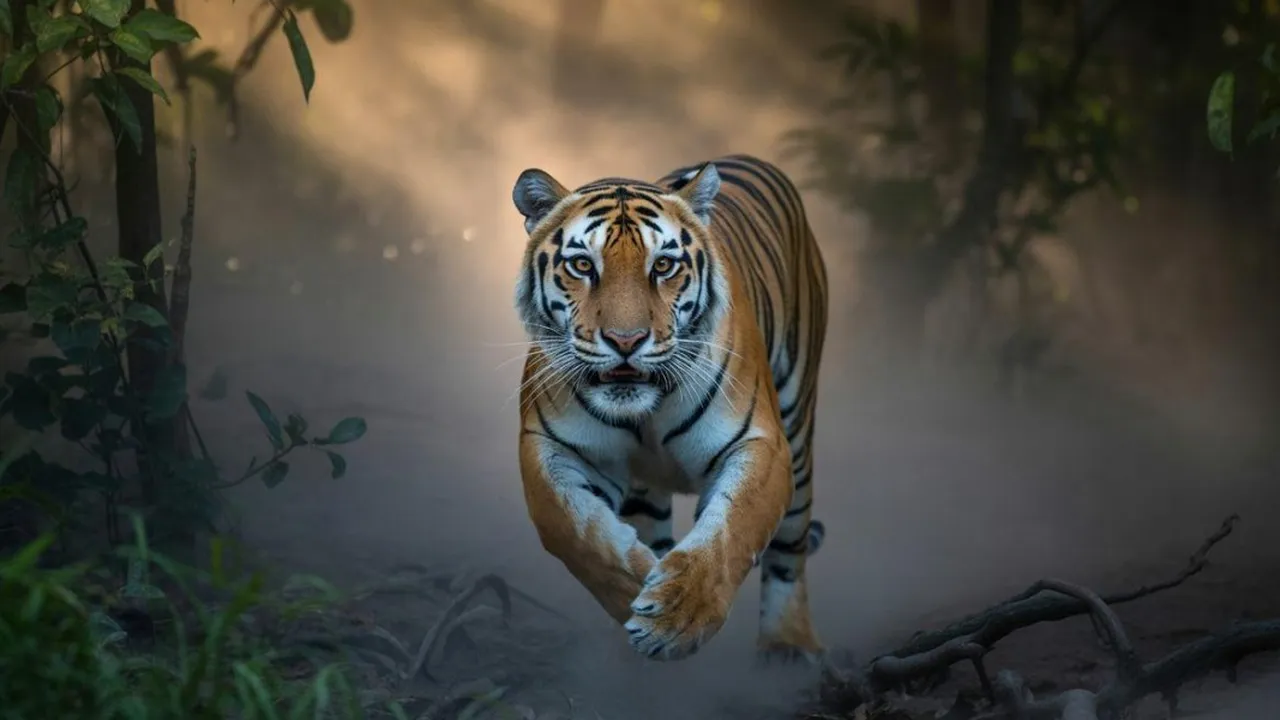 Arti Mimpi Dikejar Harimau Menurut Psikologi, Primbon Jawa, dan Islam