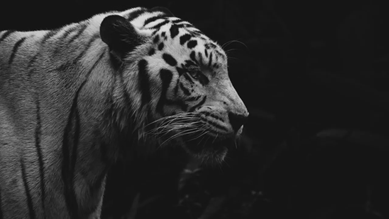 13 Arti Mimpi Dikejar Harimau dalam Berbagai Pandangan, Ada Pesan Baik dan Sebuah Peringatan