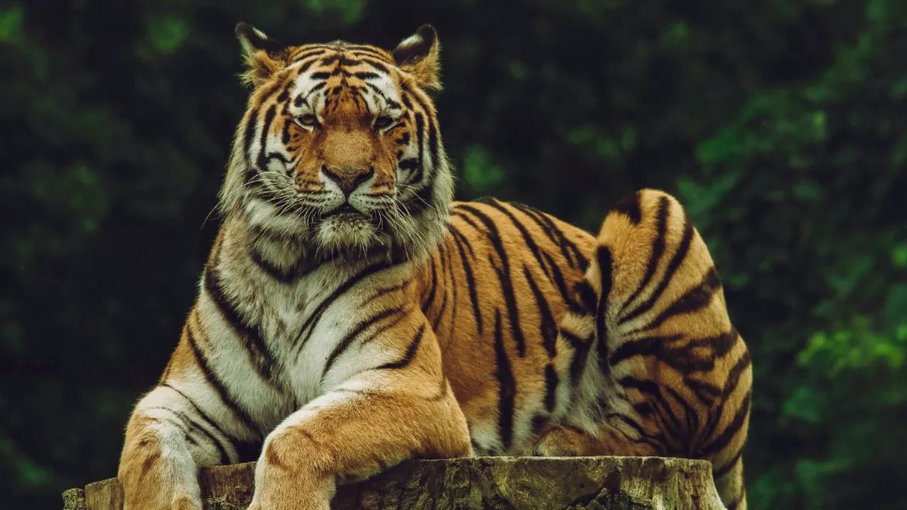 Arti Mimpi Harimau: Simbol Kekuatan dan Transformasi