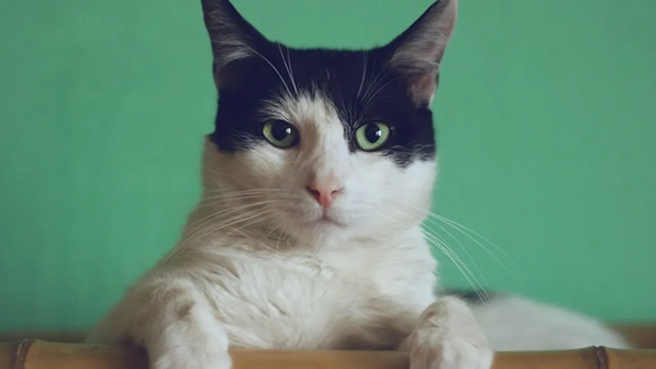 Arti Mimpi Kucing yang Sering Bikin Penasaran, Jadi Sebuah Pertanda Tentang Masa Depan