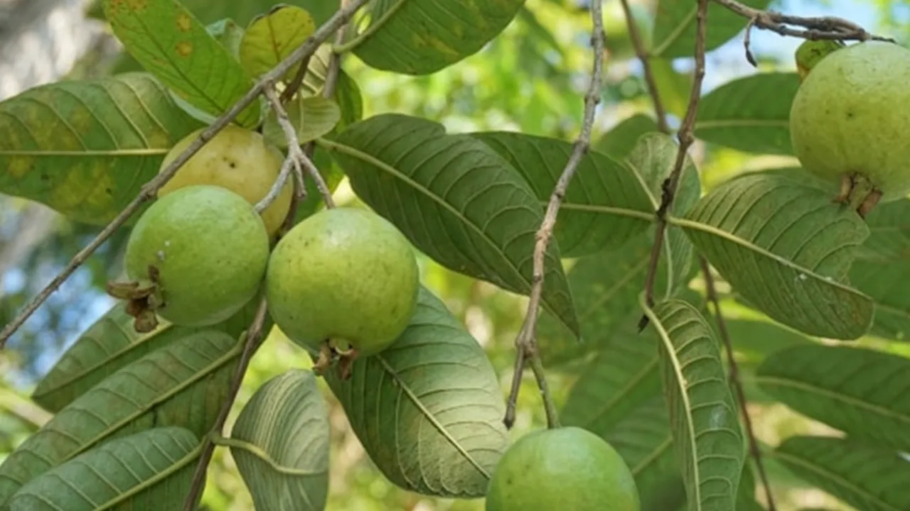 Arti Mimpi Memetik Buah Jambu Biji dan Memakannya: Simbol Keberhasilan dan Kebahagiaan