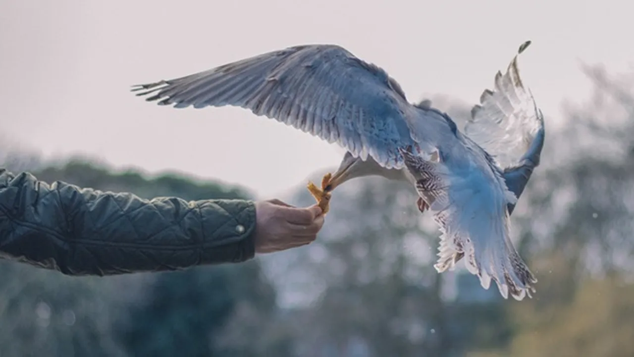 17 Arti Mimpi Menangkap Burung Menurut Primbon dan Islam, Bermakna Datangnya Banyak Keberuntungan