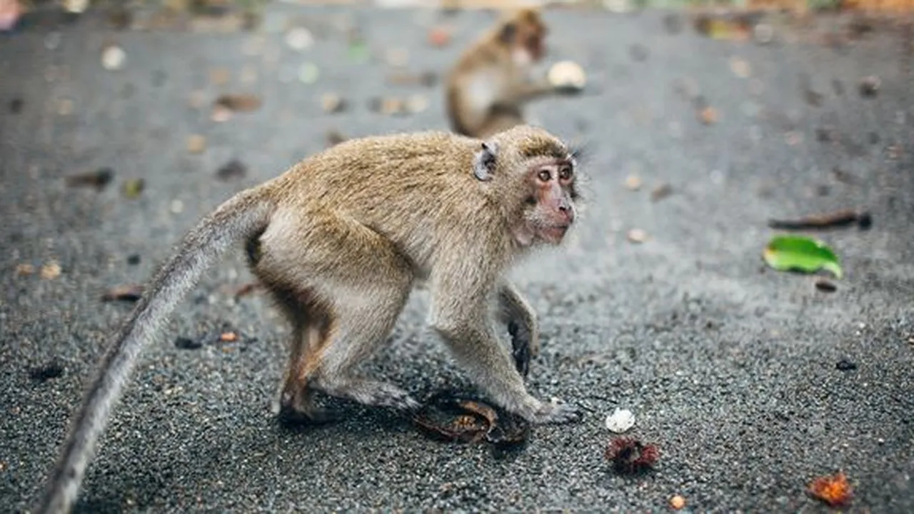 Arti Mimpi Monyet, Hati-Hati Pertanda Pengkhianatan Orang Terdekat