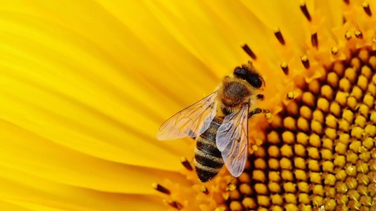Arti My Bee Sebagai Panggilan Sayang, Ketahui Pula Daftar Sapaan Lainnya