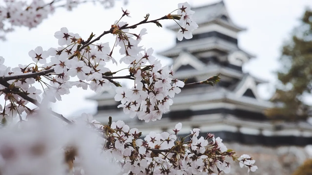 Bahasa Resmi Jepang adalah Nihongo, Berikut Pengertian dan Sejarahnya Bahasa Resmi Jepang adalah Nihongo, Berikut Pengertian dan Sejarahnya