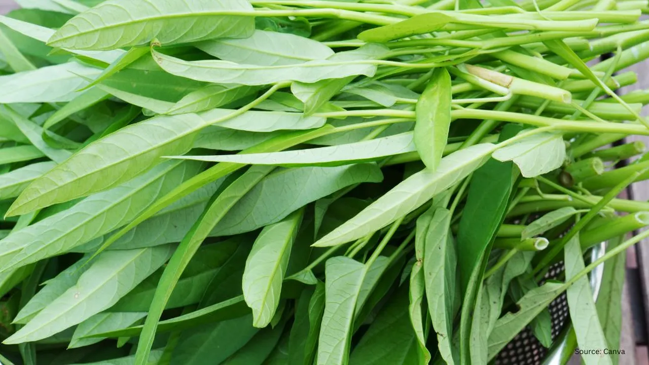 Baking Soda untuk Membersihkan Kangkung? Begini Caranya yang Efektif