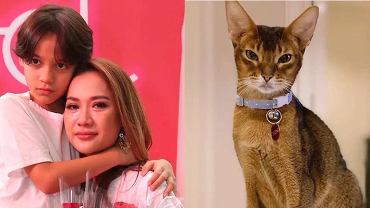 Baru Dua Bulan Sejak Kepergian Ashraf Sinclair, Kucing BCL Meninggal Dunia