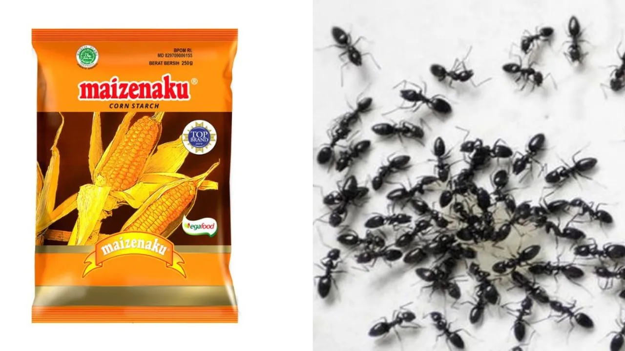 Basmi Semut yang Masuk Rumah Hanya dengan 1 Bahan Dapur Ini