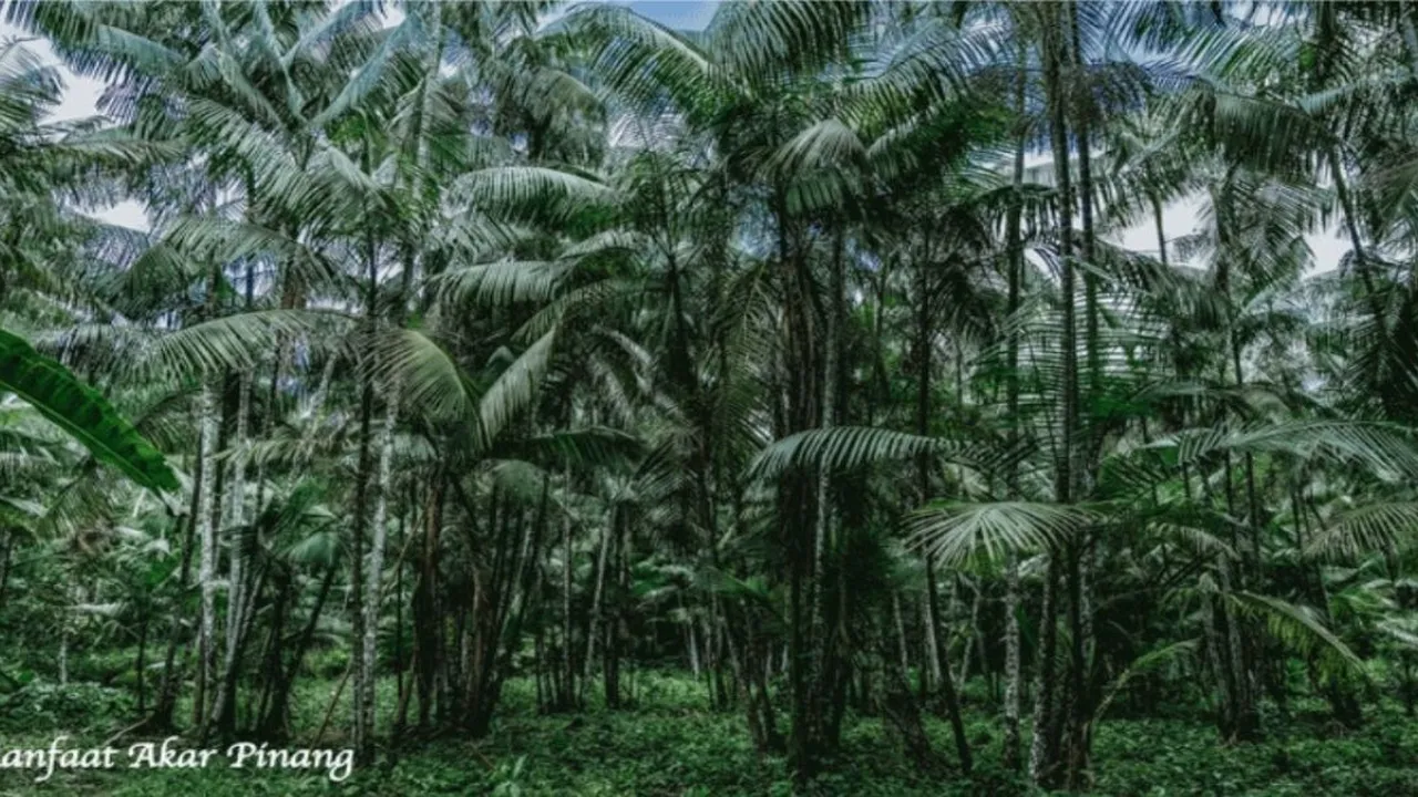 Begini Cara Merebus Akar Pinang agar Manfaatnya Optimal untuk Kesehatan