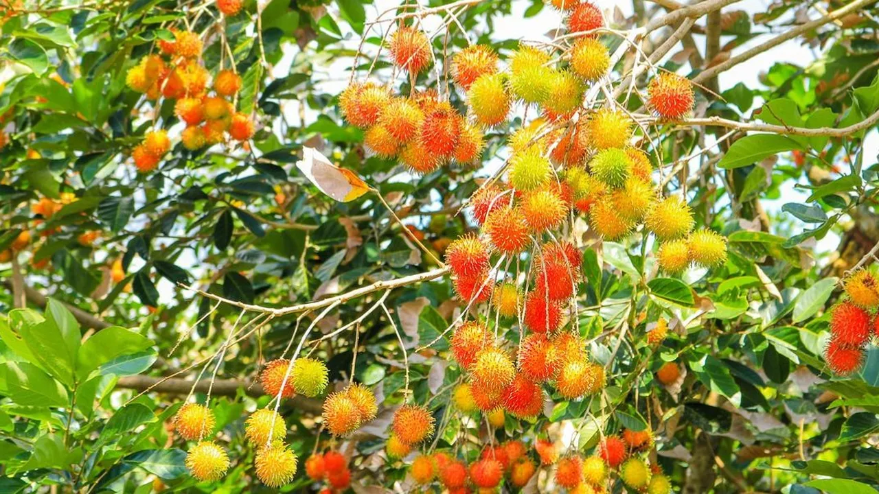 Begini Cara Merebus Daun Rambutan untuk Mengatasi Diare dan Sakit Kepala
