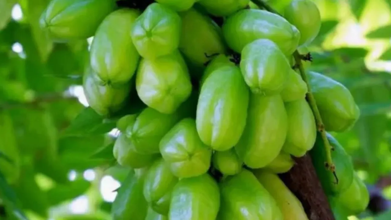 Belimbing Wuluh, Rahasia Tersembunyi Buah Asam yang Ampuh Turunkan Kolesterol!