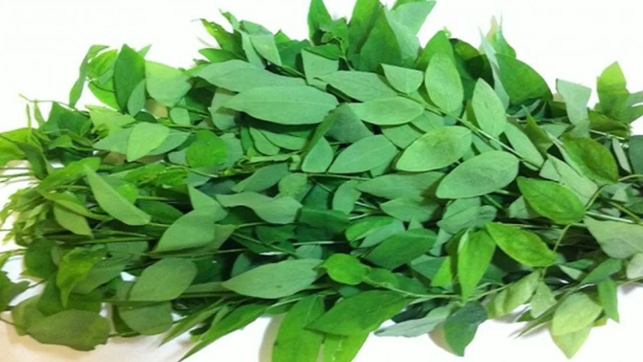 Berkhasiat Lancarkan Asi, Ini 5 Resep Sayur Daun Katuk yang Lezat dan Bergizi