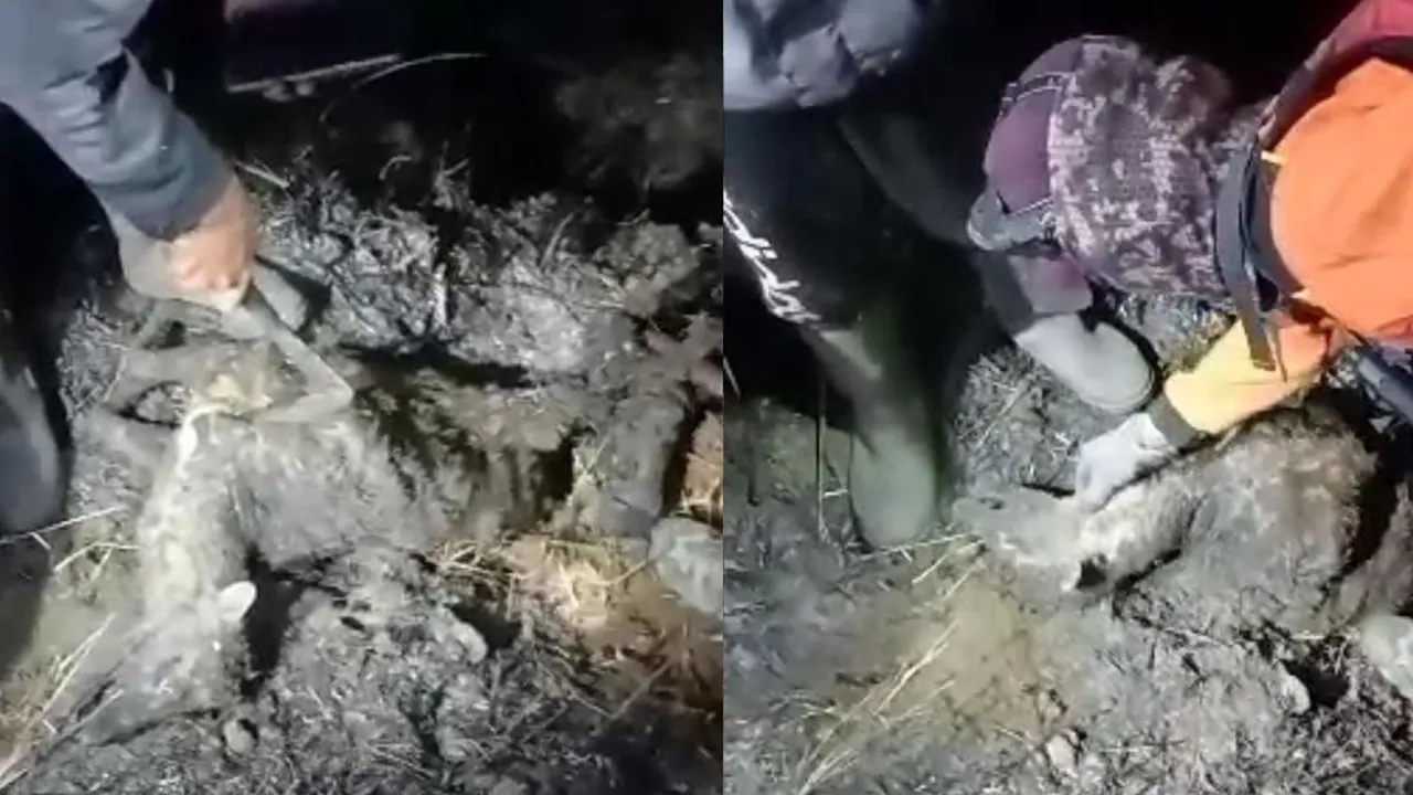 Bikin Miris! Rusa Gosong Ditemukan di antara Puing-puing Kebakaran Gunung Arjuno