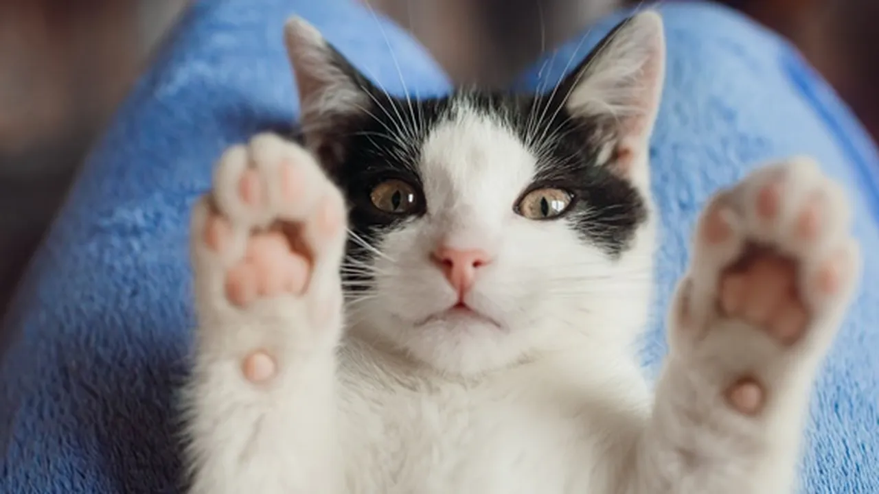 Bisa Berbahaya! Ini 5 Dampak Buruk Bulu Kucing Bagi Kesehatan