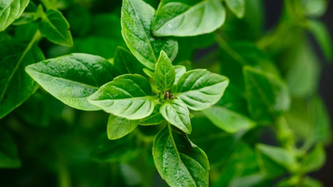 Tak Hanya Sedapkan Makanan, Ini 14 Manfaat Daun Kemangi Jadi Obat Herbal
