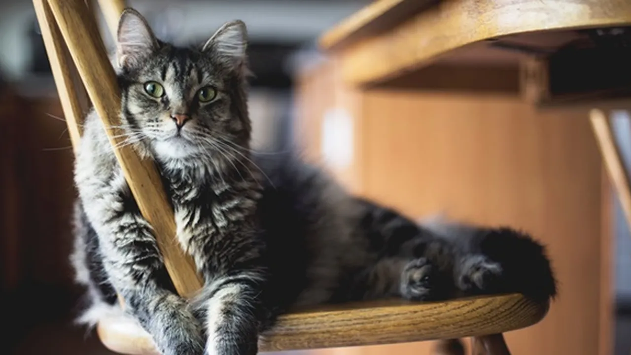 Bulu Kucing Rontok, Ini 6 Penyebab dan Cara Mengatasinya