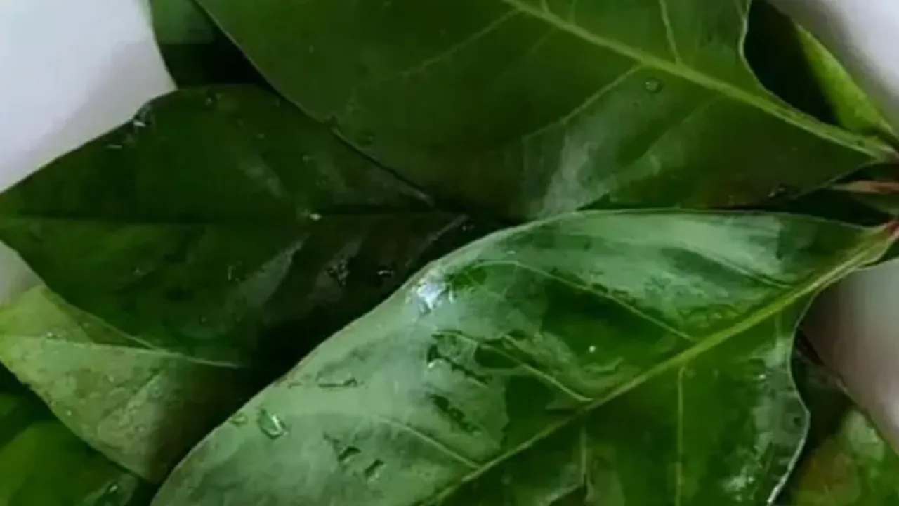 Cara Ampuh Menyimpan Daun Salam, Tetap Segar, Tahan Lama, dan Super Praktis