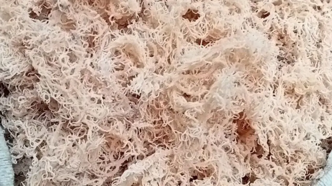 Cara Cuci Rumput Laut Kering agar Siap Diolah, Trik Rahasia dari YouTube